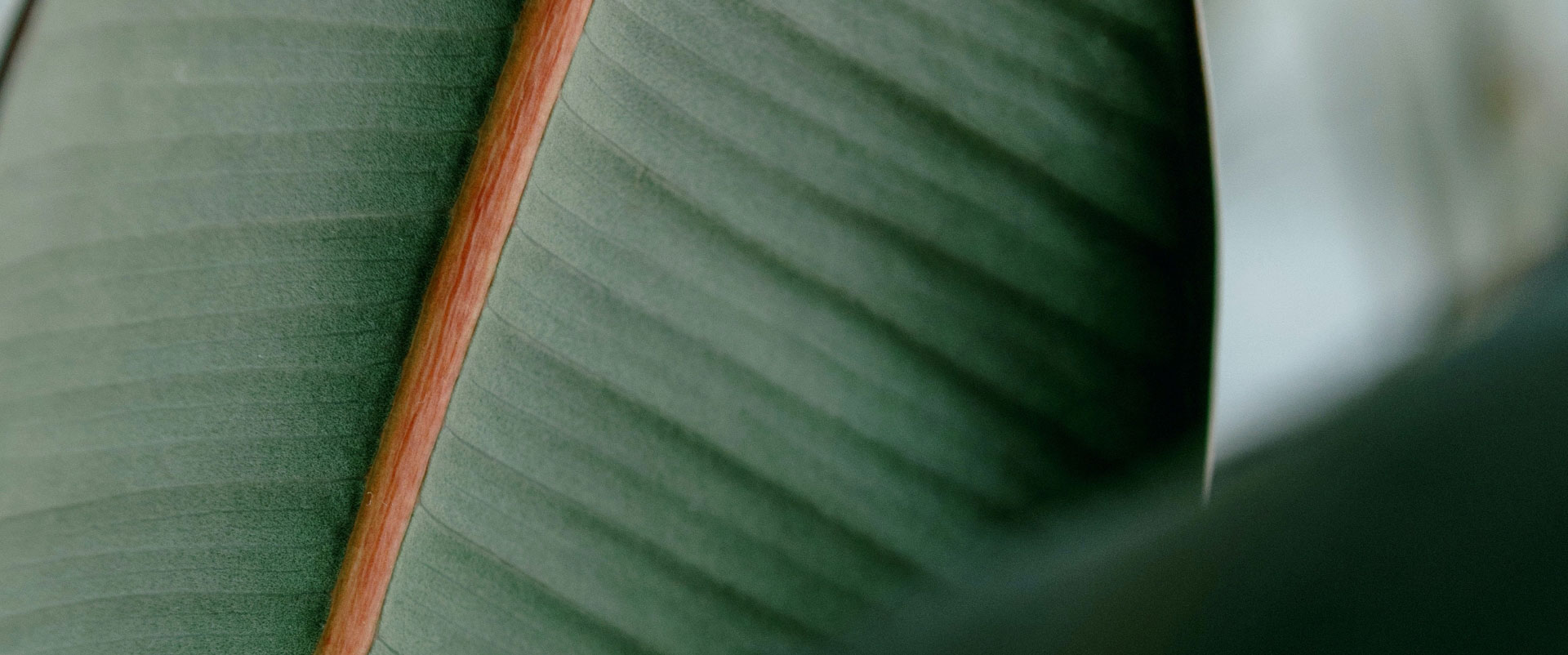 Parallax Image